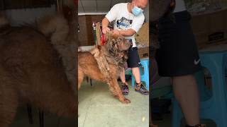 Grooming and Rescue Tibetan Mastiff Dog From Dyingg 🥺🙀 shorts pets dog trending respect animal [upl. by Eidnar]