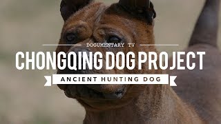 ALL ABOUT CHONGQING DOG ANCIENT CHINESE BULLDOG [upl. by Akoek]