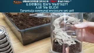 타란튤라도 합사가 되나요 네가능합니다  Tarantula communal enclosure set up [upl. by Mayman91]