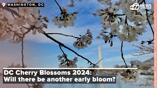 DC Cherry Blossoms 2024 Will there be another early bloom [upl. by Amerak]