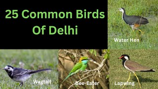 25 Common Birds of Delhi [upl. by Cotsen]