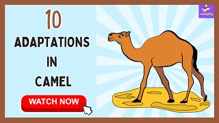 Discover the Amazing Ways Camels Survive in the Desert  10 Adaptations In Camel [upl. by Earl]