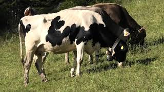 Concerto per campanacci di mucche al pascolo in Trentino  Concert for cowbells of grazing cows [upl. by Enelegna875]