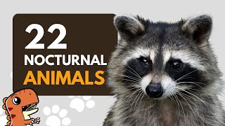 22 List of Nocturnal Animals for Kids to Learn  Educational Video [upl. by Carder19]