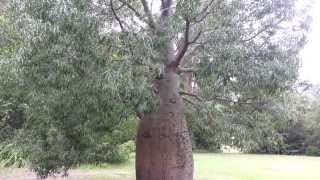 Bottle Tree  Brachychiton rupestris  Queensland Bottle Tree HD 01 [upl. by Anin883]