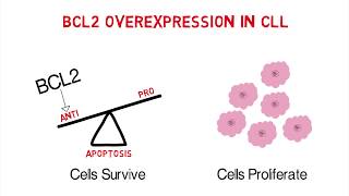 CLL Whiteboard 3 Mechanisms of Action of AntiApoptotic BCL2 Inhibitors [upl. by Schwab457]