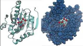 Molecular dynamics simulation of an HSP90  inhibitor complex [upl. by Accire729]