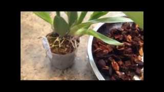 FernCrafts Repotting Wilsonara Orchid May 27 2014 [upl. by Nole]