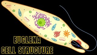 Euglena Cell Structure and Function  Euglena under Microscope biologyexams4u euglena [upl. by Yecnay]