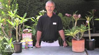 Growing Plumerias with Steve Hampson [upl. by Alahc]