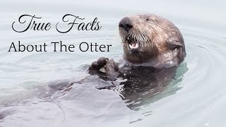 True Facts About The Otter [upl. by Estele560]