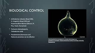 Lesson 711  Root knot nematode  Meloidogyne [upl. by Agatha]