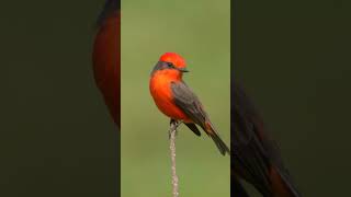 Vermilion Flycatcher Mexico shorts [upl. by Stryker]