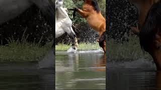 Mustang Splash horse nature wildanimal mustangs [upl. by Selbbep449]