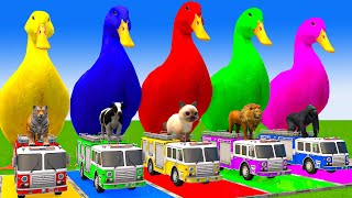 5 Giant Duck CartoonCowElephantTigerLionGorilla Paint Wild Animals Crossing Fountain Animation [upl. by Gerladina]