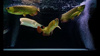 9 Beautiful High Back Golden Arowana Community  Malaysian Arowana Tank [upl. by Ennej]