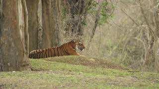 Waterwoods Resort Kabini [upl. by Mesics913]