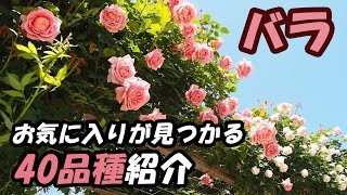 【薔薇好き必見】世界のバラ 40種類紹介 [upl. by Lesab]