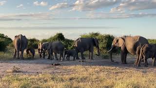 Up close with elephants on safari with Chobe Game Lodge in Chobe National Park Botswana [upl. by Aziram]