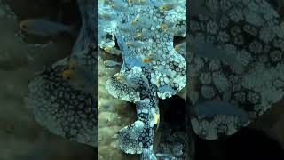 A sleeping wobbegong shark wobbegong shark rajaampat [upl. by Jonas]