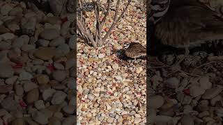 Mama Killdeer bird 🐦 protecting her eggs 🪺 [upl. by Hareema]