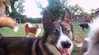 Dogs playing outside GUARANTEED to make you smile Most watched video top let your dog listen [upl. by Enomaj]