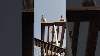 Aasmani high flyer kabutar flying 😍 attitude pigeon video 🕊🔥  kabutar kabutarbazi viralvideo [upl. by Inaflahk351]