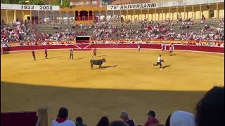 Suelta de vaquillas en la plaza de toros de Tudela 2672023 [upl. by Ramuk]