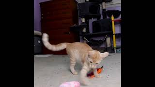 Crazy Mikey rochesterny kittensplaying kitten kittensplaying orangecat fosterkittenrescue [upl. by Johathan]