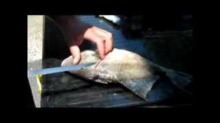 Fillet Triggerfish With Ease [upl. by Nesila]