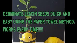 GET THE BEST RESULT BY GERMINATING LEMON SEEDS USING THE PAPER TOWEL METHOD [upl. by Ynnel]