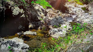 Amazing Forest Atmosphere in the Morning Stream Sounds and Birdsong [upl. by Zetana]