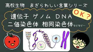 【遺伝子・ゲノム・染色体など用語まとめ】相同染色体 二価染色体 染色分体 ヌクレオソーム クロマチン繊維 DNA 生物基礎 生物 高校生物 解説 違い [upl. by Jung]