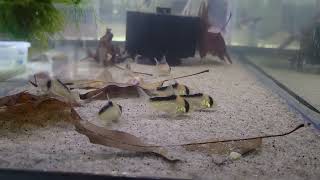 corydoras adolfoi wild caught vs blackworms [upl. by Aspia]