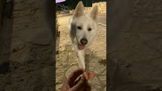 Buck found a stick🤣 puppy dog cute swissshepherd cute cutedog happy happydog [upl. by Doehne]