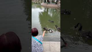 Feeding black swans in Dameisha China🇨🇳 china subscribe youtube youtubelife youtuber [upl. by Jahncke]