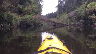 Kayaking through a rare rainforest near Okarito New Zealand 💙 [upl. by Martens]