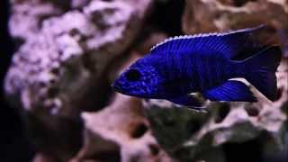 Aulonocara Chilumba African cichlids [upl. by Durham]