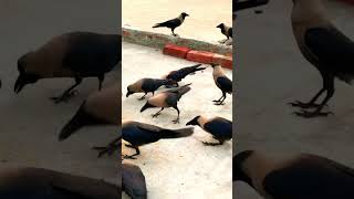 Crows eating and Playing birdsandanimalsounds crow animalsounds crowcalls birdsounds [upl. by Wain]