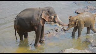 Amazing tasker affection an elephant shows to a baby [upl. by Ma]