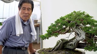 Kimura Techniques  Juniper Bonsai design amp fertilizing [upl. by Enialem869]