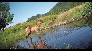 Mama Elk and Calves [upl. by Weatherby175]