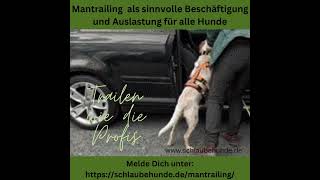 Mantrailing als berdürfnisorientierte Freizeitbeschäftigung für Hunde und ihre Menschen [upl. by Juliane]