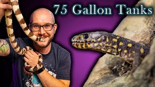 Top 5 Reptiles That THRIVE In a 75 Gallon Enclosure Forever [upl. by Noelle]