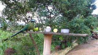 Barranquero soledad yegua de monte Momotus momota  Birdwatching Colombia [upl. by Assiren263]