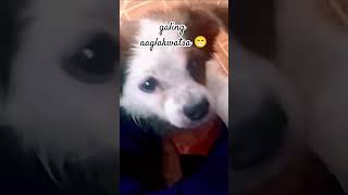 Lakwatserong Pogi shortvideo doglover happydoglife cuteanimal [upl. by Enilemme840]