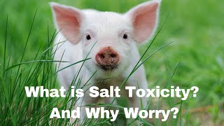 The Shocking Truth About Salt Toxicity and Your Pig [upl. by Septima]