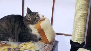 猫のパン女子会  Cats Breads Siesta [upl. by Linnie]