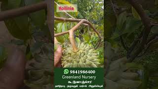 What Kind of Fruits Can I Grow on Terrace Garden Rollinia a Tropical Fruit Plant for Home Garden [upl. by Jobey]