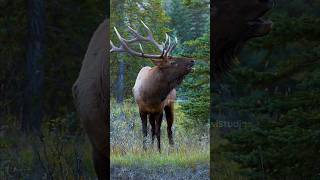 Large Bull Elk roaring Wincent tiESc nature wildlife elk [upl. by Nyltac]